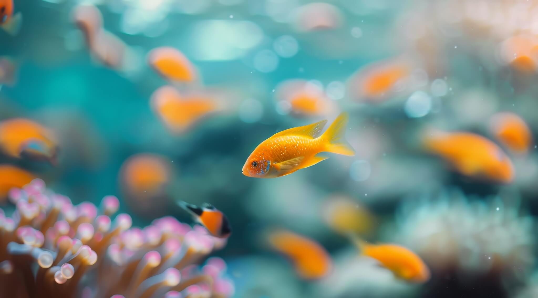 AquariumCraft near Me