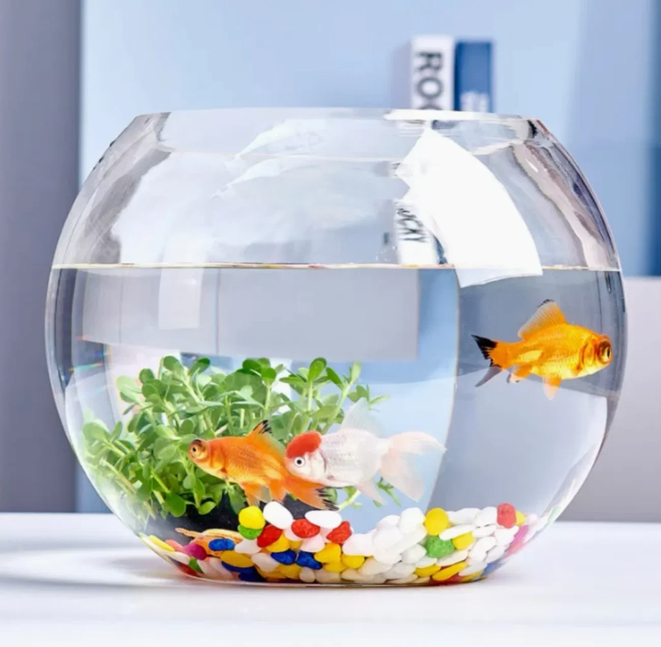 Aquarium Jar with Fish 
